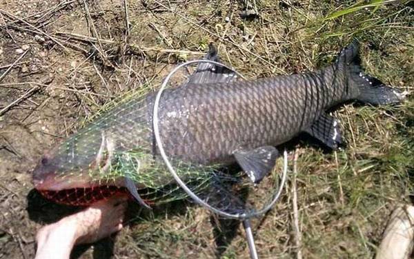 用什么小药钓青鱼草鱼?