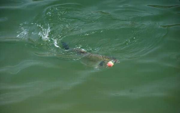 钓鲢鱼用什么饵料最好钓?
