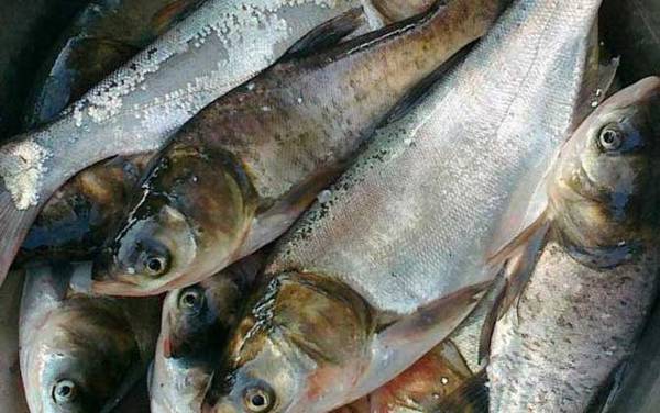 鲢鱼喜欢吃什么味型的饵料?