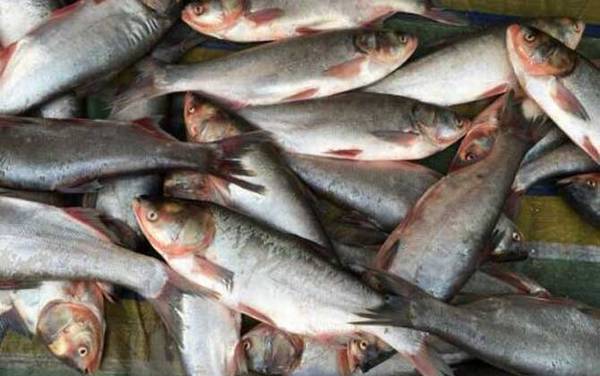 钓白鲢鱼什么饵料最好?