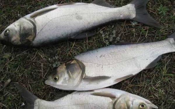 钓白鲢鱼什么饵料最好?