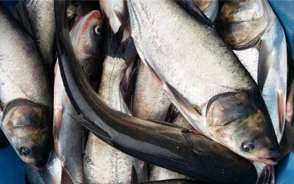 钓鲢鱼用什么打窝最好?