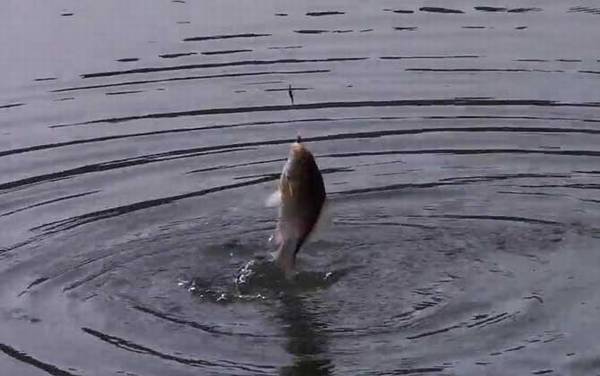 冬季钓鱼可以用麦子钓吗?