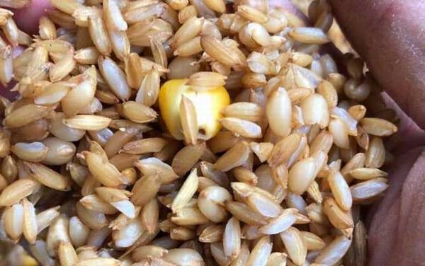 十一月钓鱼用什么窝料打窝?