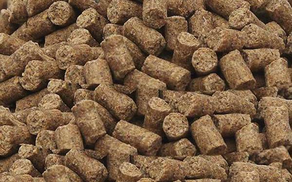 十一月钓鱼用什么窝料打窝?