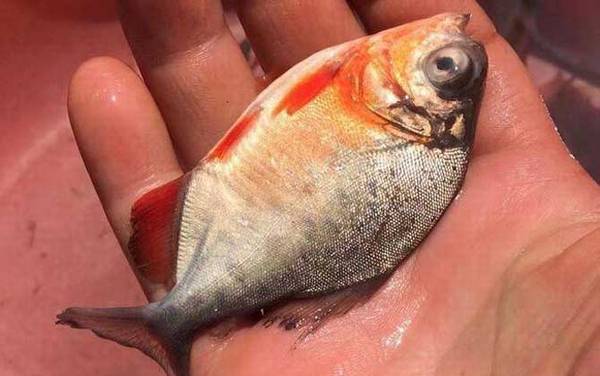 淡水白鲳鱼用什么饵料钓?