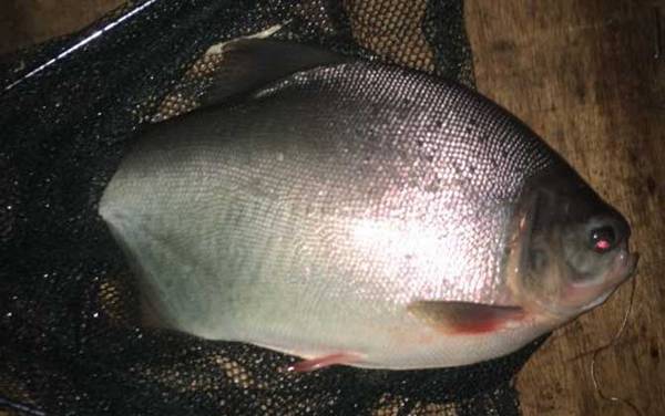 淡水白鲳鱼用什么饵料钓?
