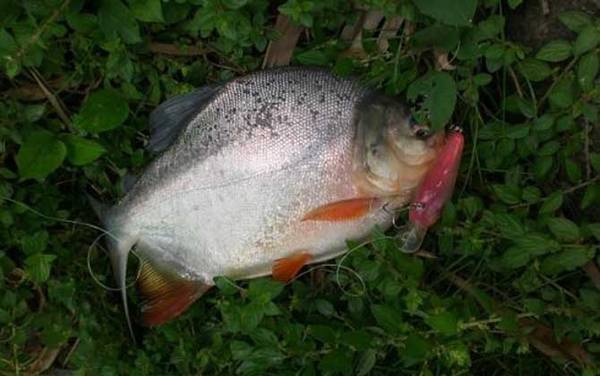 淡水白鲳鱼用什么饵料钓?