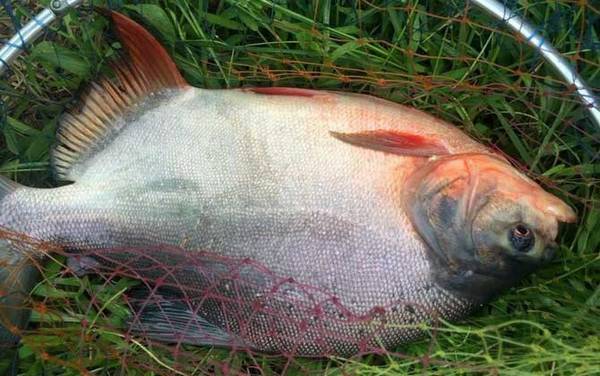 淡水白鲳鱼用什么饵料钓?