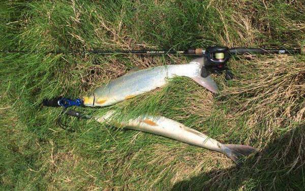 鳡鱼用什么饵料钓最好?