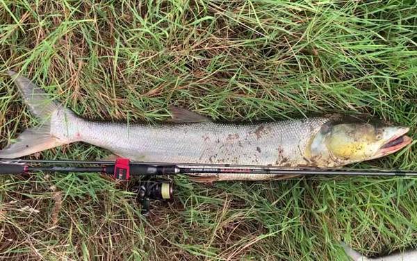 鳡鱼用什么饵料钓最好?