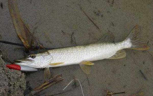 钓狗鱼用什么饵料最好?