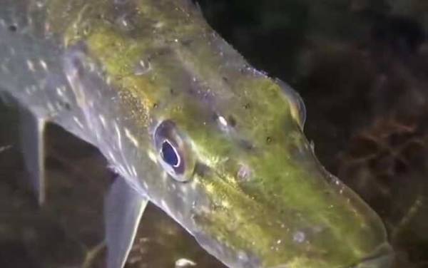 钓狗鱼用什么饵料最好?