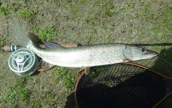 钓狗鱼用什么饵料最好?