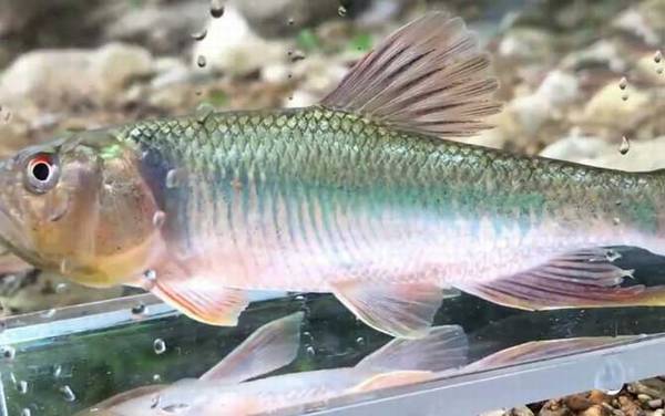 钓马口鱼用什么饵料最好?