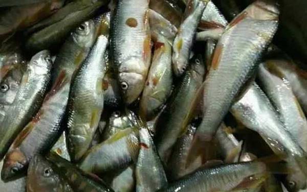 钓马口鱼用什么饵料最好?