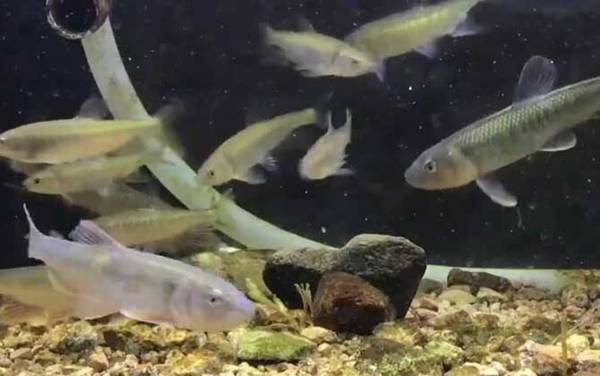 钓马口鱼饵料配方大全