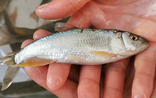 钓马口鱼用什么打窝最好?