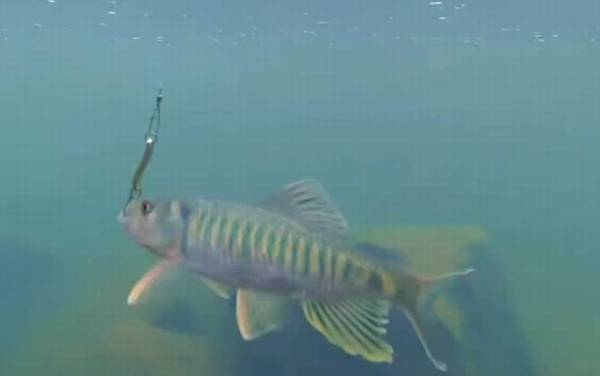 钓马口鱼用什么打窝最好?