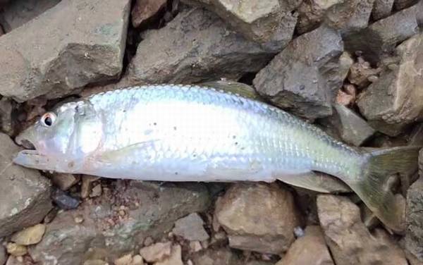 钓马口鱼用什么打窝最好?