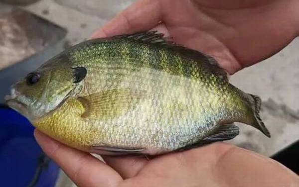 路亚太阳鱼用什么假饵?