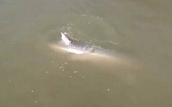 钓鲟鱼用什么饵料最好?