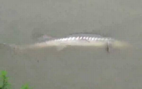 钓鲟鱼用什么饵料最好?