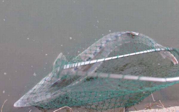 钓鲟鱼用什么打窝最好?