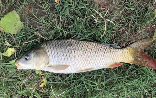 水库钓大鱼用玉米还是饵料好?