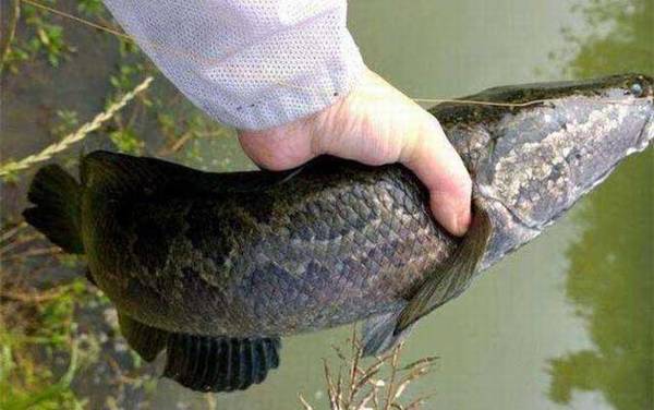 泥鳅做饵料能钓什么鱼?