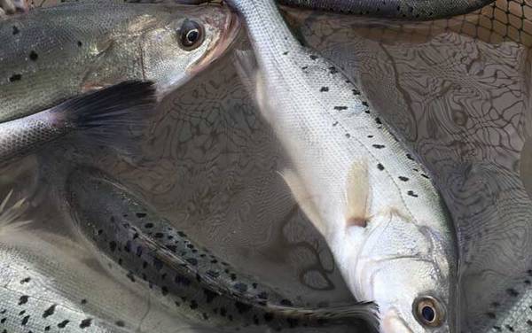 泥鳅做饵料能钓什么鱼?