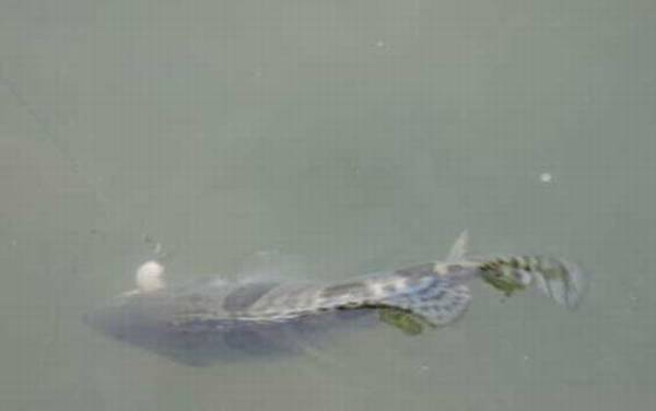 泥鳅做饵料能钓什么鱼?