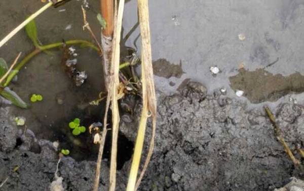 用什么钓黄鳝最好钓?