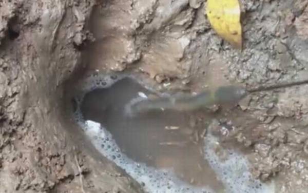 用什么钓黄鳝最好钓?