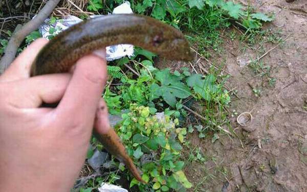 用什么钓黄鳝最好钓?