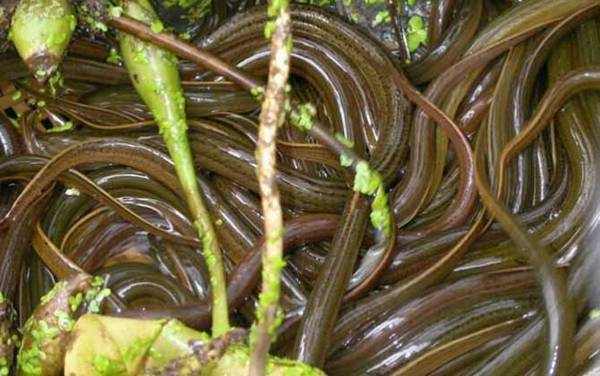 黄鳝笼放什么诱饵最快?