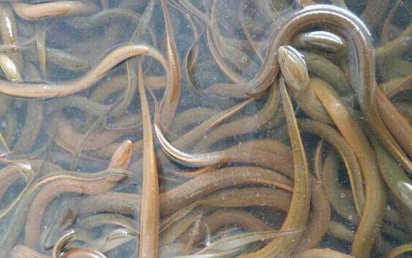 黄鳝笼放什么诱饵最快?