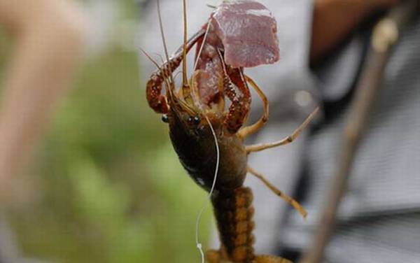 钓小龙虾用什么诱饵最好?
