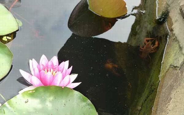 钓小龙虾用什么诱饵最好?