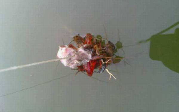 钓小龙虾用什么肉最好钓?