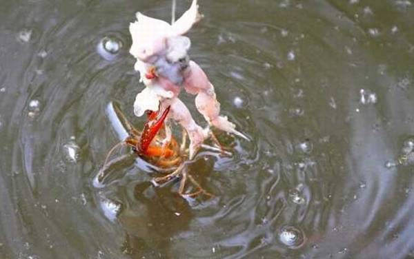 钓小龙虾用什么肉最好钓?