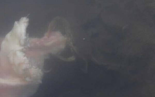 用什么钓螃蟹最快?