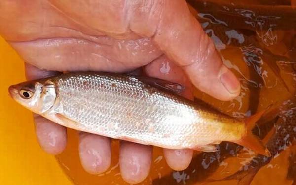 钓黄尾鱼用什么饵料和窝料好?