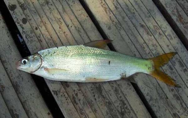 野钓黄尾鱼用什么饵料好?