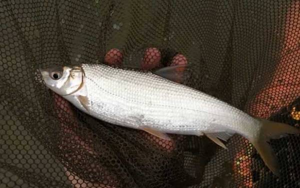 水库钓黄尾鱼用什么饵料?