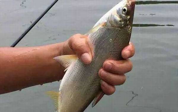 钓黄尾鲴最佳饵料及配方