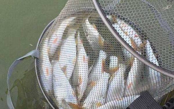 夏季钓黄尾鱼用什么饵料?