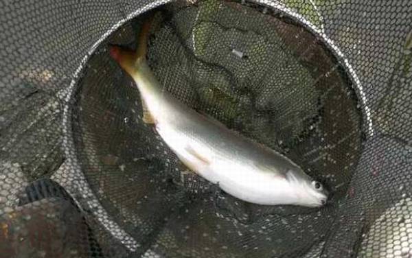 钓黄尾鱼用什么打窝好?