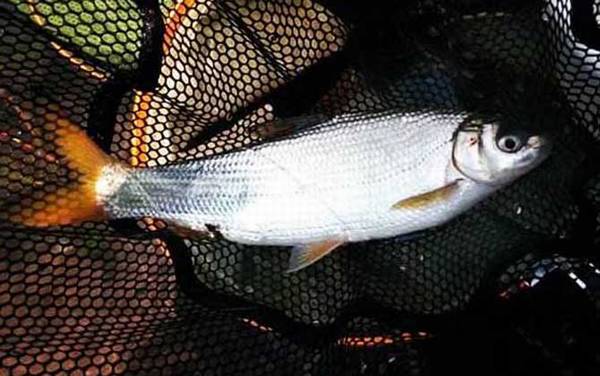 钓黄尾鱼用什么打窝好?