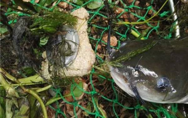 钓叉尾鮰鱼最佳诱饵是什么?